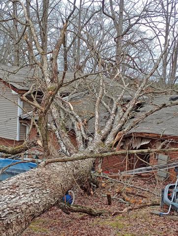 A large tree crashed into an occupied home on 32nd Street in Haleyville Tuesday, March 4, as a line of thunderstorms was passing through the area.  Thankfully, there were no reported injuries.