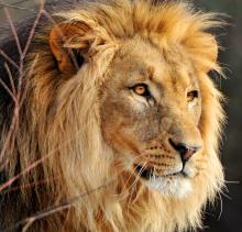 Image of a male lion in partial profile.